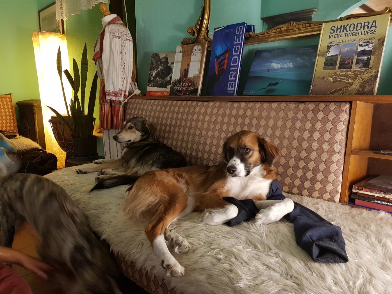 Mi Casa Es Tu Casa - Shkodra Backpackers Hostel المظهر الخارجي الصورة